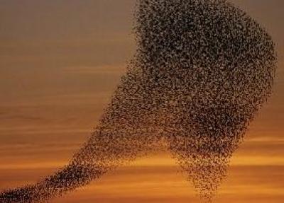 Ophold med halvpension og sort sol