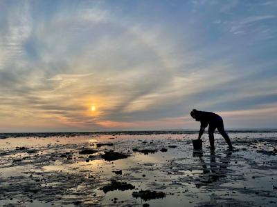 Ophold med østerssafari i Vadehavet