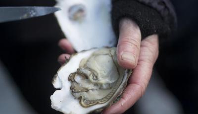 Østerssafari og fiskebuffet på Kommandørgården Rømø
