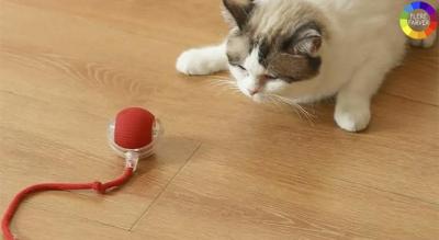 Interaktivt elektrisk kattelegetøj