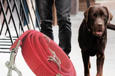 Hundesnor 