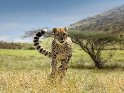 Ophold for 4 i Camel Camp hytte i Ree Park 