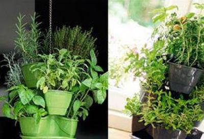 Friske krydderurter hele året 