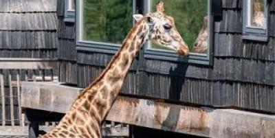  Night Explorer-ophold for 4 personer